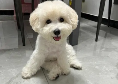 比熊多大算成年犬 比熊多大算成年犬