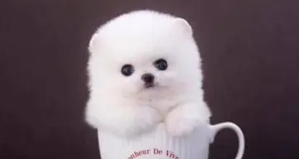 茶杯犬的寿命有多长时间