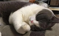 猫咪为什么侧着睡觉