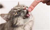 猫为什么咬动物毛领子呢