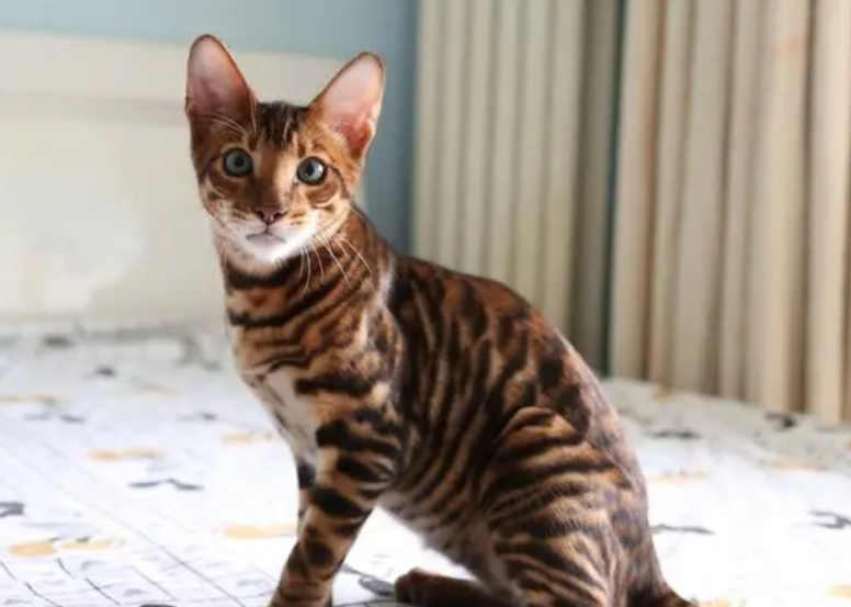 虎皮猫掉毛吗 虎皮猫掉毛吗