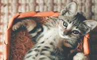猫咪为什么有水袋的原因
