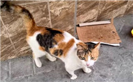 猫会不愿意进门吗