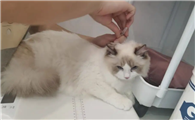 猫咪为什么会屎嗨的