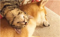 猫咪爱啃狗