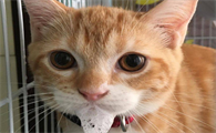 猫咪吃肉了为什么吐了呢