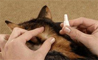 猫咪怎么体外驱虫呢