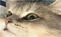 猫为什么不能长胡子啊