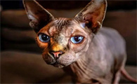 猫咪为什么睡觉会吵闹呢