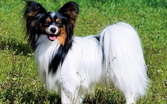蝴蝶犬好养吗怎么养的