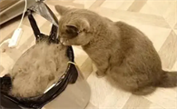 小猫咪为什么会有依赖性