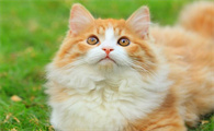 怀孕的猫可以洗澡吗有影响吗