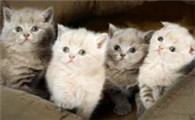 为什么星期猫在店不会死