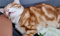 猫咪为什么每天都要睡呢