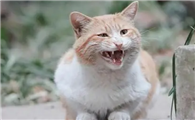 猫咪为什么常叫个不停呢