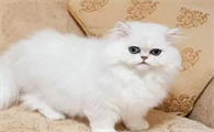 猫起名字怎么起好听一点