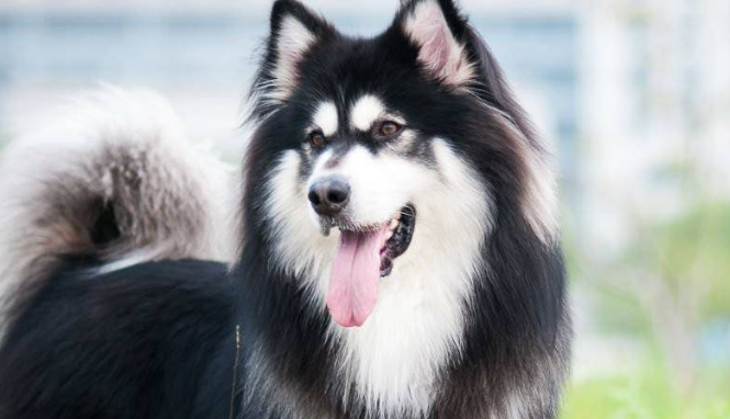 买成年的阿拉斯加犬好吗