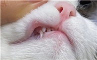 猫咪嘴巴为什么会烂了呢