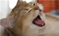 猫打喷嚏是怎么样的呢