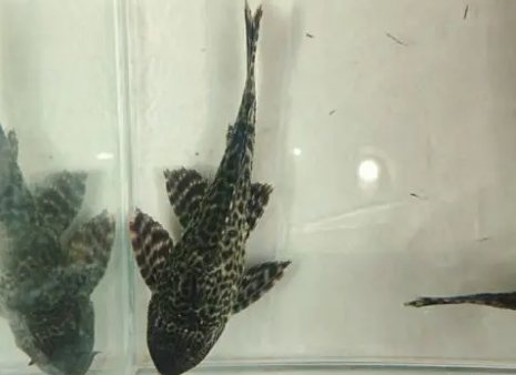 冷水清道夫真的可以清洁鱼缸吗