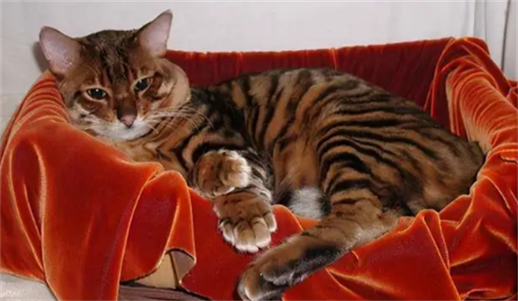 科普:虎皮猫多少钱一只? 科普:虎皮猫多少钱一只?