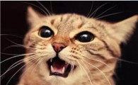 为啥猫到晚上会叫啊