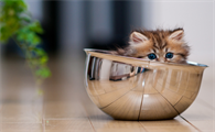 怎样喂养刚满月的小猫咪
