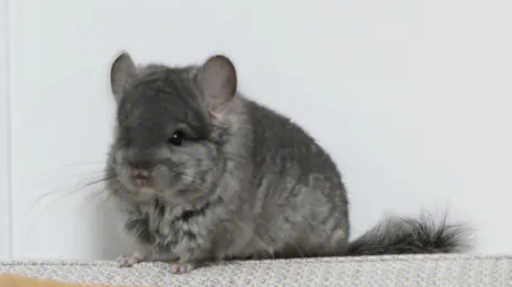 标准灰龙猫的饲养要点! 标准灰龙猫的饲养要点!