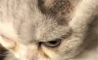 怎么知道猫咪有没有患有猫癣呢