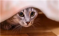长大的猫咪为什么胆小了啊