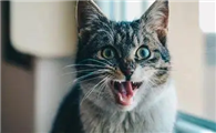 猫咪为什么站在高处嚎叫呢