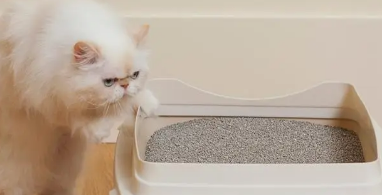 Taji它记猫砂如何?使用注意点是什么? Taji它记猫砂如何?使用注意点是什么?