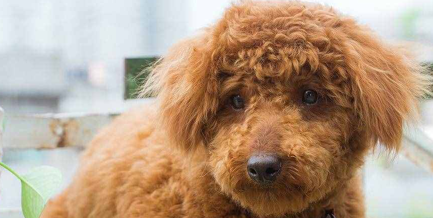 贵宾犬好养吗?怎么养? 贵宾犬好养吗?怎么养?