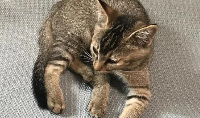 雀猫是雀猫,狸猫是狸猫,不一样 !-宠物网