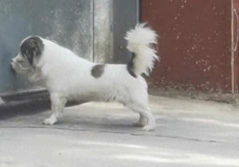 狗狗回家时大门是关上的，它就在门口使劲用爪子拍：给我开门呐！