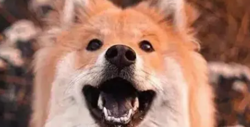 狗中混血儿，欧亚大陆犬，却很少有人知道它是三国混血