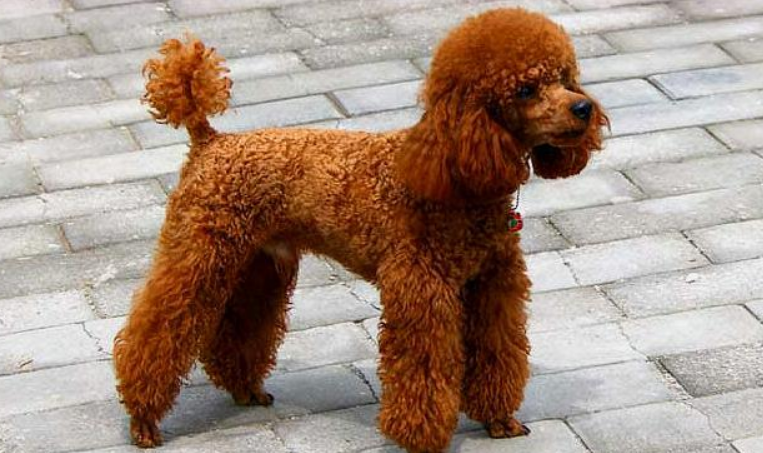 贵宾犬的腿是怎么样的形状？