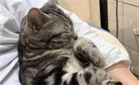猫喜欢挨着人睡觉是为什么呢