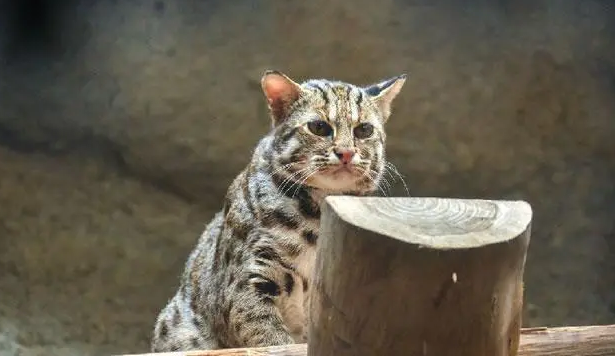 石虎猫可以吃吗