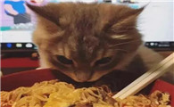 猫咪吃泡面