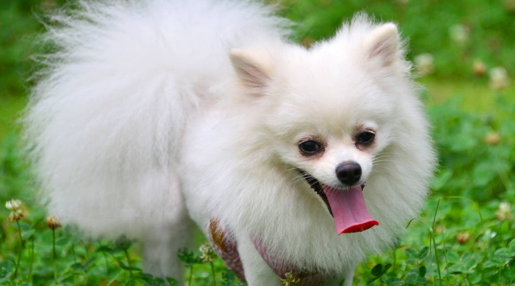 博美犬要怎么样养好
