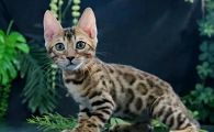 孟加拉猫是哪个国家的
