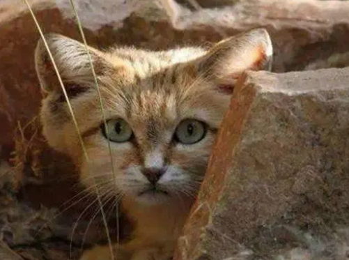 沙丘猫吃什么蛇