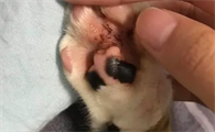 猫的脚趾炎是怎么样的症状