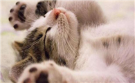 猫咪睡觉为什么呼呼的响啊
