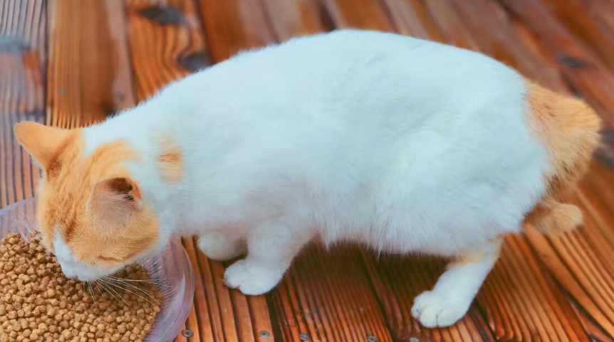 麒麟猫很稀缺吗