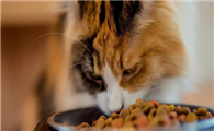 猫吃什么食物不掉毛啊