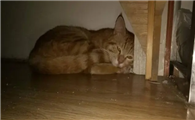 猫咪为什么晚上躲着人呢