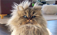 猫咪为什么要吹头发的原因