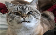 猫为什么对着你呲牙啊